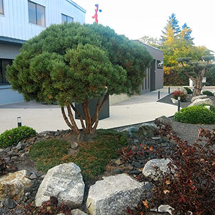 Aménagement jardin japonais par le Paysagiste Vert et Bois à Romans-sur-Isère dans la Drôme